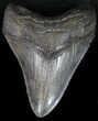 Serrated Megalodon Tooth - South Carolina #30658-1